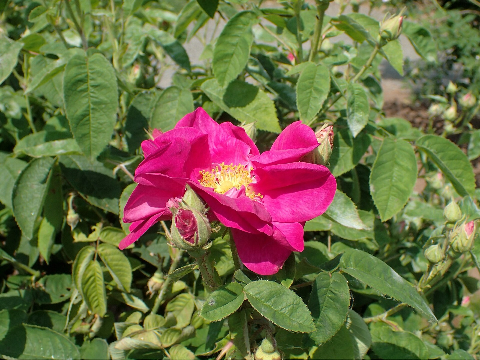 Rosa gallica officinalis, variété appelée Rose de Provins